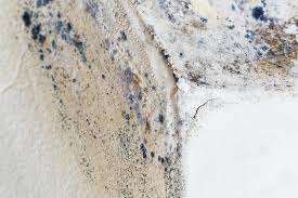 Why You Should Choose Our Mold Remediation Services in Kekaha, HI